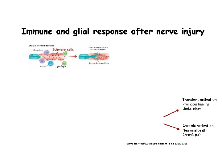 Immune and glial response after nerve injury Schwann cells Transient activation Satellite cells Resident