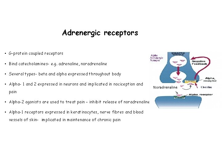 Adrenergic receptors • G-protein coupled receptors • Bind catecholamines- e. g. adrenaline, noradrenaline •