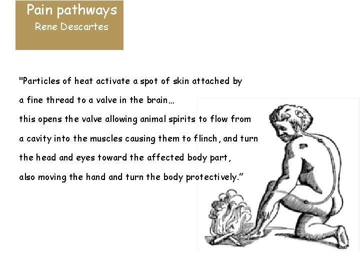 Pain pathways Rene Descartes "Particles of heat activate a spot of skin attached by