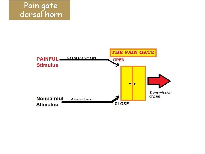 Pain gate dorsal horn 