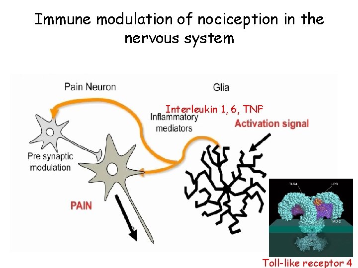 Immune modulation of nociception in the nervous system Interleukin 1, 6, TNF Toll-like receptor