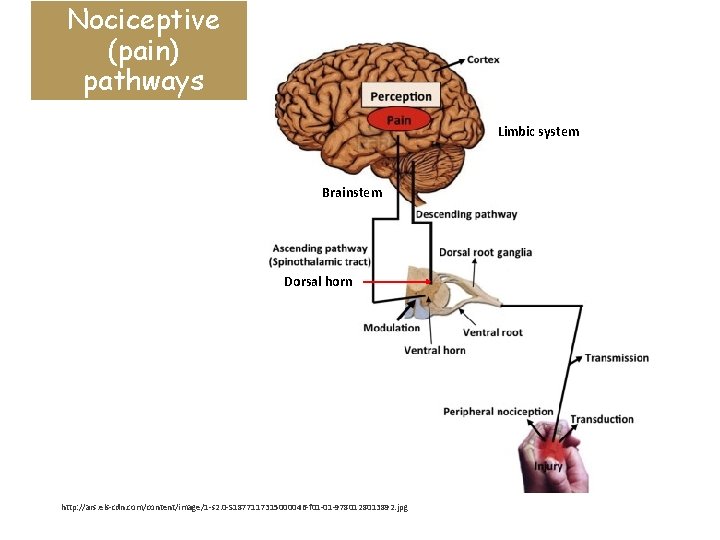 Nociceptive (pain) pathways Limbic system Brainstem Dorsal horn http: //ars. els-cdn. com/content/image/1 -s 2.
