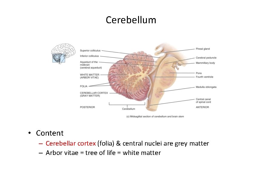 Cerebellum • Content – Cerebellar cortex (folia) & central nuclei are grey matter – Cerebellum • Content – Cerebellar cortex (folia) & central nuclei are grey matter –