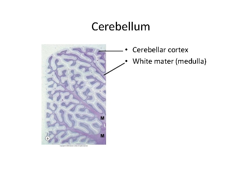 Cerebellum • Cerebellar cortex • White mater (medulla) 