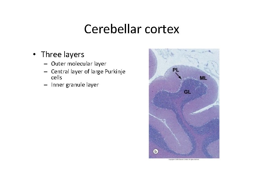 Cerebellar cortex • Three layers – Outer molecular layer – Central layer of large Cerebellar cortex • Three layers – Outer molecular layer – Central layer of large