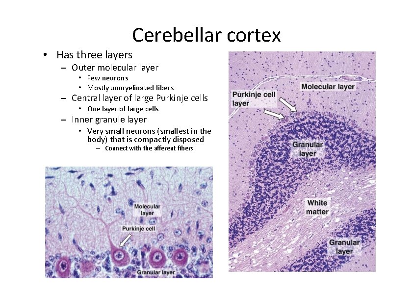 Cerebellar cortex • Has three layers – Outer molecular layer • Few neurons •