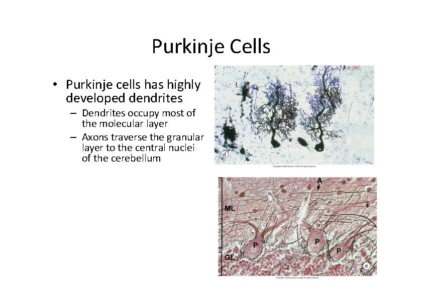 Purkinje Cells • Purkinje cells has highly developed dendrites – Dendrites occupy most of