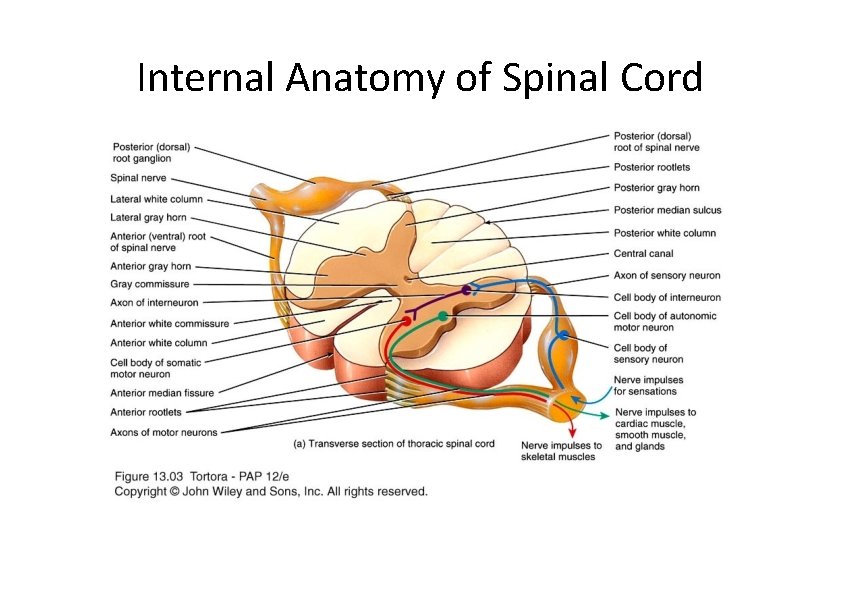 Internal Anatomy of Spinal Cord 