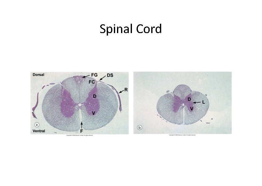 Spinal Cord 