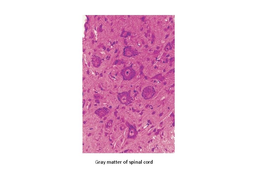 Gray matter of spinal cord 