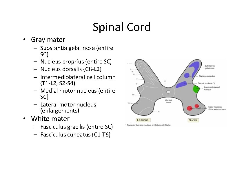 Spinal Cord • Gray mater – Substantia gelatinosa (entire SC) – Nucleus proprius (entire Spinal Cord • Gray mater – Substantia gelatinosa (entire SC) – Nucleus proprius (entire