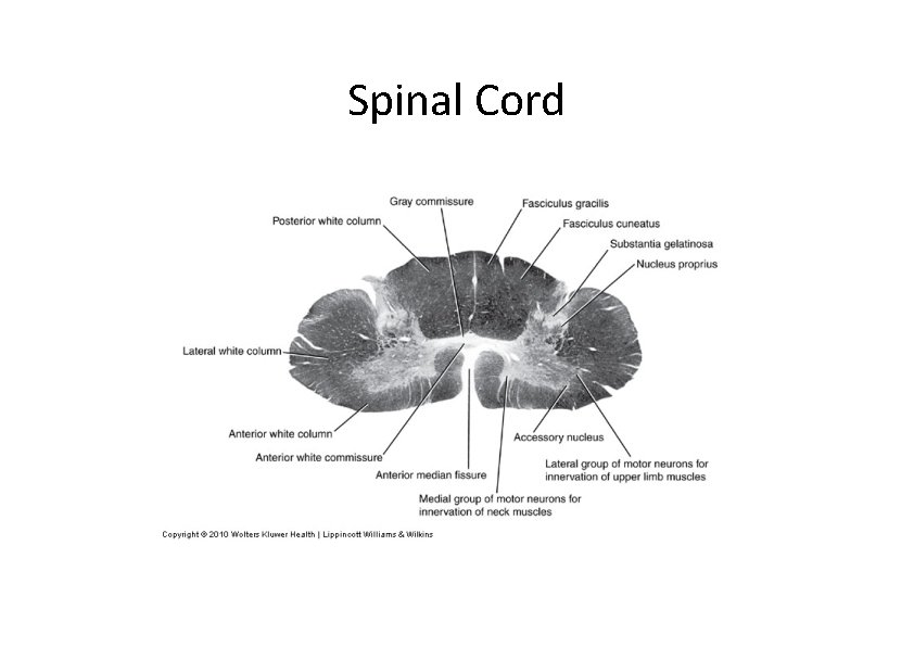 Spinal Cord 