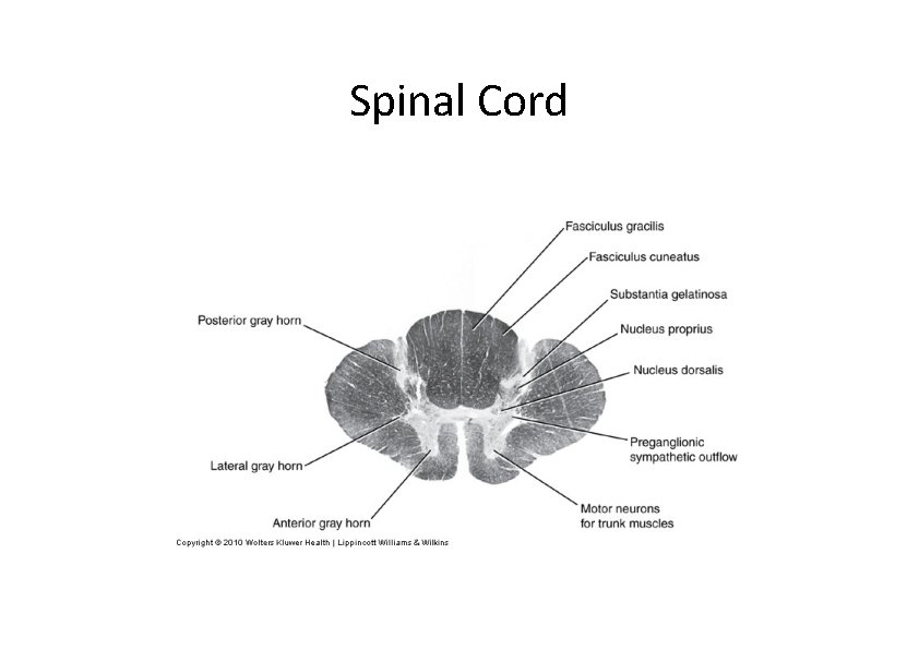 Spinal Cord Spinal Cord