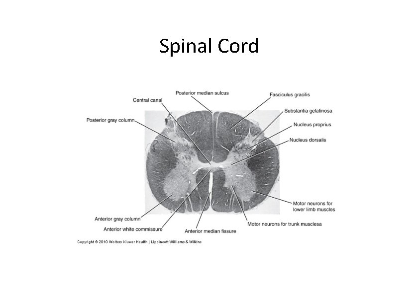 Spinal Cord Spinal Cord