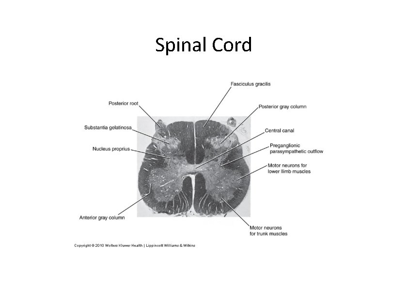 Spinal Cord Spinal Cord