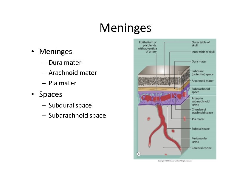 Meninges • Meninges – Dura mater – Arachnoid mater – Pia mater • Spaces Meninges • Meninges – Dura mater – Arachnoid mater – Pia mater • Spaces