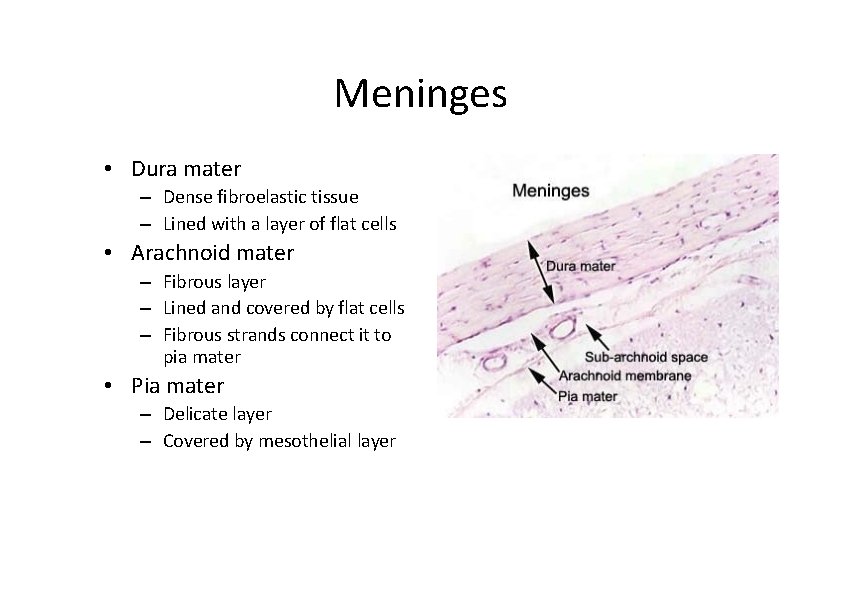 Meninges • Dura mater – Dense fibroelastic tissue – Lined with a layer of Meninges • Dura mater – Dense fibroelastic tissue – Lined with a layer of