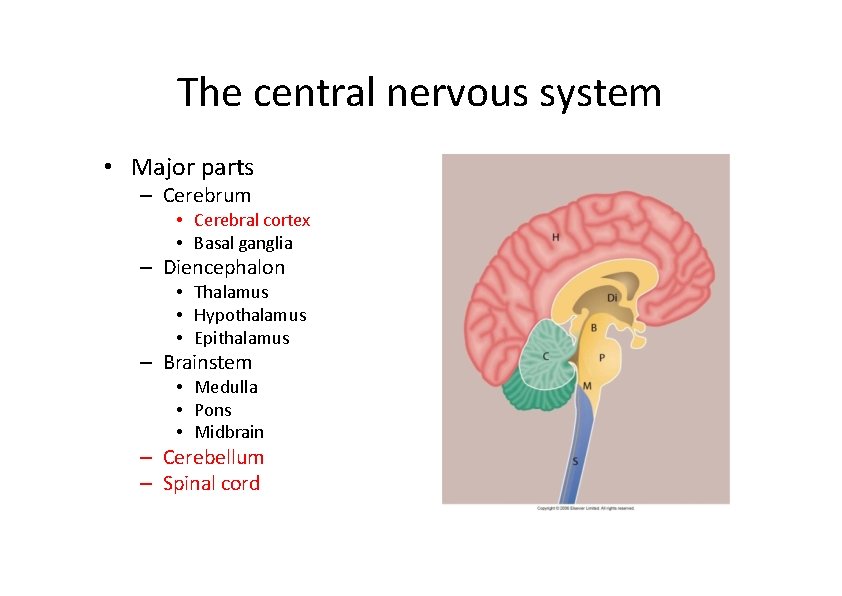 The central nervous system • Major parts – Cerebrum • Cerebral cortex • Basal