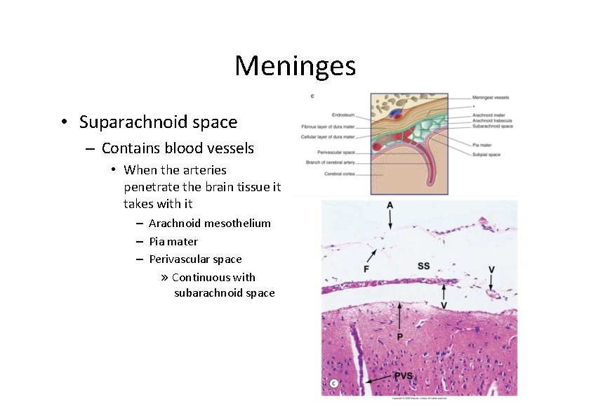 Meninges • Suparachnoid space – Contains blood vessels • When the arteries penetrate the