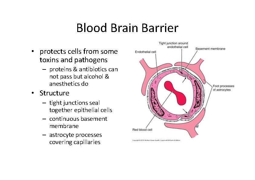 Blood Brain Barrier • protects cells from some toxins and pathogens – proteins & Blood Brain Barrier • protects cells from some toxins and pathogens – proteins &