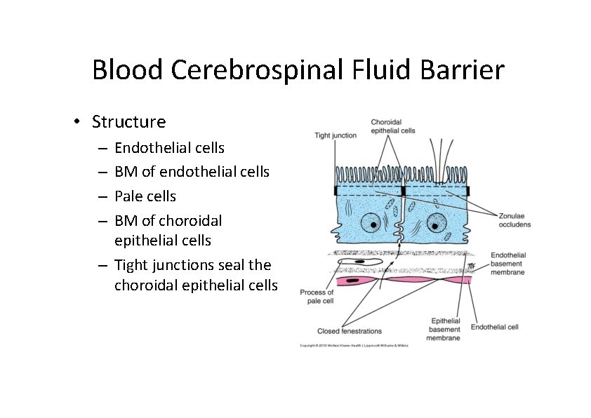 Blood Cerebrospinal Fluid Barrier • Structure Endothelial cells BM of endothelial cells Pale cells