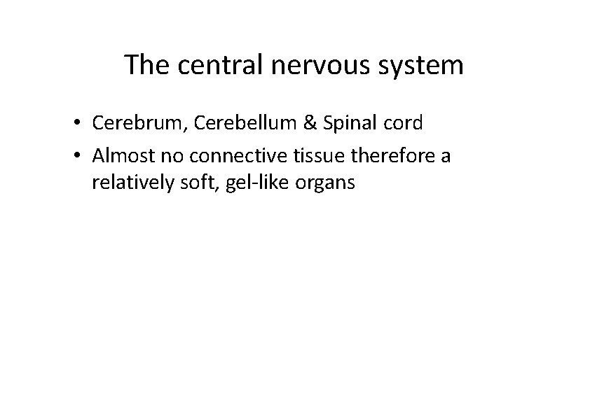 The central nervous system • Cerebrum, Cerebellum & Spinal cord • Almost no connective The central nervous system • Cerebrum, Cerebellum & Spinal cord • Almost no connective
