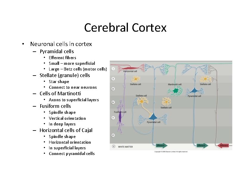 Cerebral Cortex • Neuronal cells in cortex – Pyramidal cells • Efferent fibers • Cerebral Cortex • Neuronal cells in cortex – Pyramidal cells • Efferent fibers •