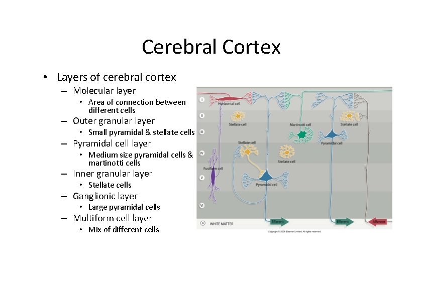 Cerebral Cortex • Layers of cerebral cortex – Molecular layer • Area of connection