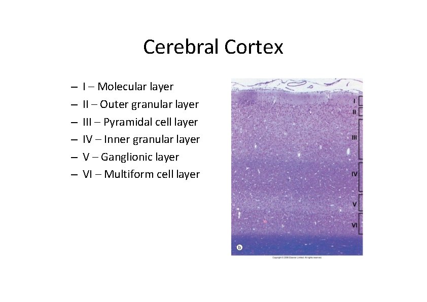 Cerebral Cortex – – – I – Molecular layer II – Outer granular layer