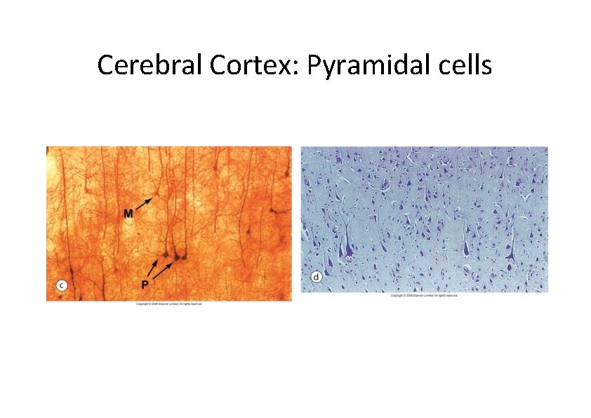 Cerebral Cortex: Pyramidal cells 