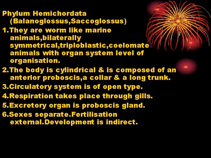 Phylum Hemichordata (Balanoglossus, Saccoglossus) 1. They are worm like marine animals, bilaterally symmetrical, triploblastic,