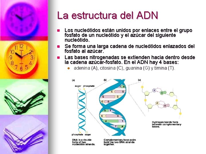 La estructura del ADN n n n Los nucleótidos están unidos por enlaces entre