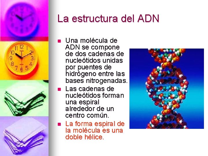 La estructura del ADN n n n Una molécula de ADN se compone de