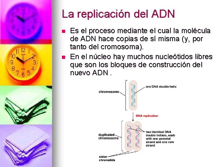 La replicación del ADN n n Es el proceso mediante el cual la molécula