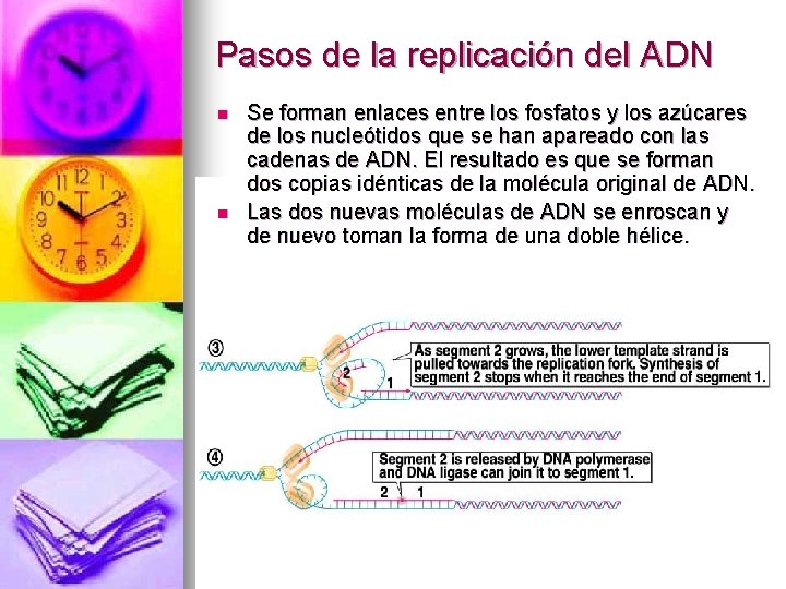 Pasos de la replicación del ADN n n Se forman enlaces entre los fosfatos