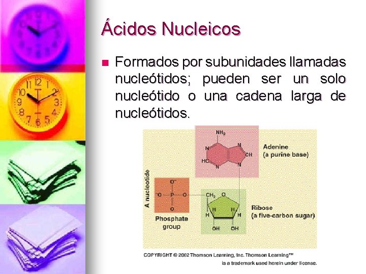 Ácidos Nucleicos n Formados por subunidades llamadas nucleótidos; pueden ser un solo nucleótido o