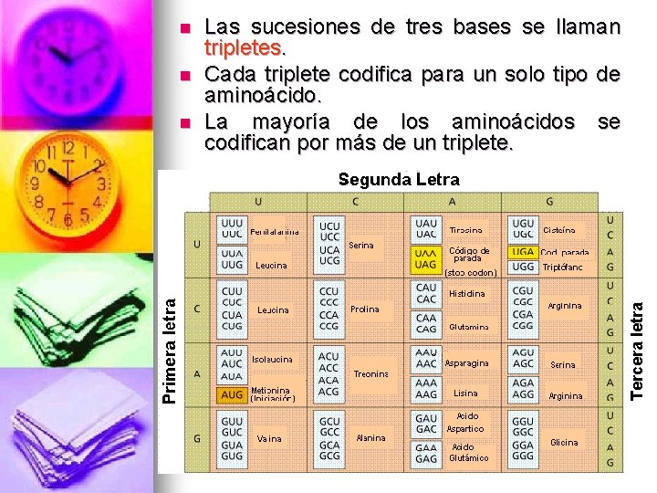 n n Las sucesiones de tres bases se llaman tripletes. Cada triplete codifica para