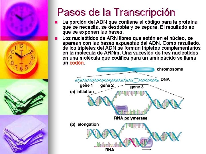 Pasos de la Transcripción n n La porción del ADN que contiene el código