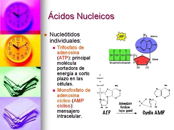 Ácidos Nucleicos l Nucleótidos individuales: n n Trifosfato de adenosina (ATP): principal molécula portadora