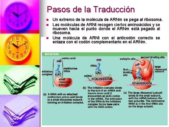 Pasos de la Traducción n Un extremo de la molécula de ARNm se pega