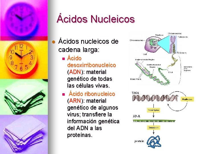 Ácidos Nucleicos l Ácidos nucleicos de cadena larga: n n Ácido desoxirribonucleico (ADN): material