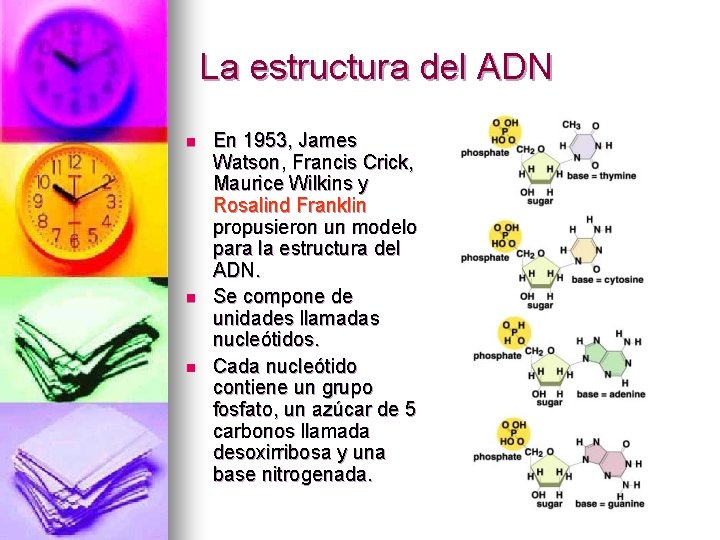 La estructura del ADN n n n En 1953, James Watson, Francis Crick, Maurice