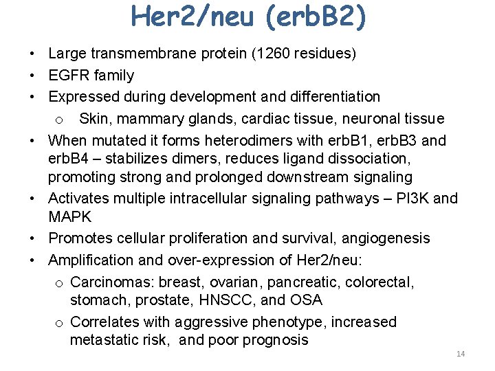 Her 2/neu (erb. B 2) • Large transmembrane protein (1260 residues) • EGFR family