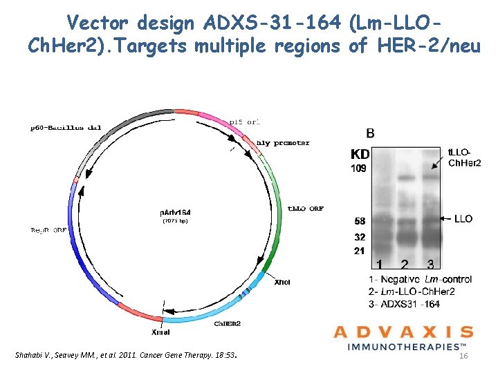 Vector design ADXS-31 -164 (Lm-LLOCh. Her 2). Targets multiple regions of HER-2/neu Shahabi V.