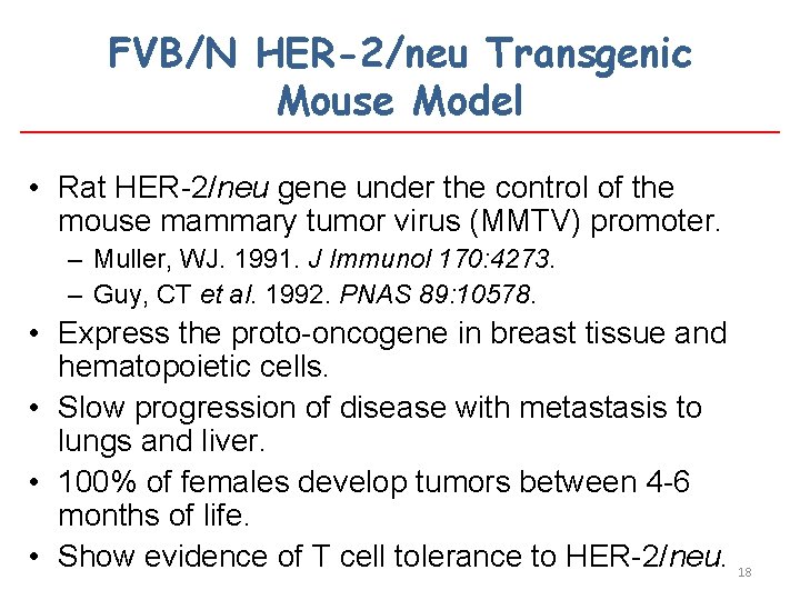 FVB/N HER-2/neu Transgenic Mouse Model • Rat HER-2/neu gene under the control of the