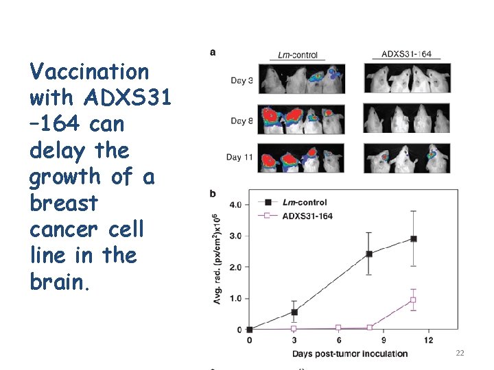 Vaccination with ADXS 31 – 164 can delay the growth of a breast cancer