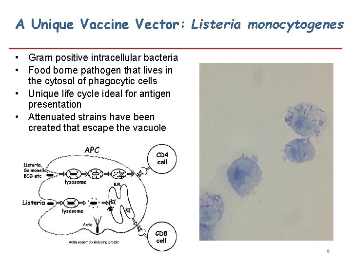 A Unique Vaccine Vector: Listeria monocytogenes • Gram positive intracellular bacteria • Food borne