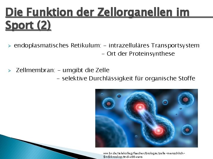 Die Funktion der Zellorganellen im Sport (2) Ø Ø endoplasmatisches Retikulum: - intrazelluläres Transportsystem