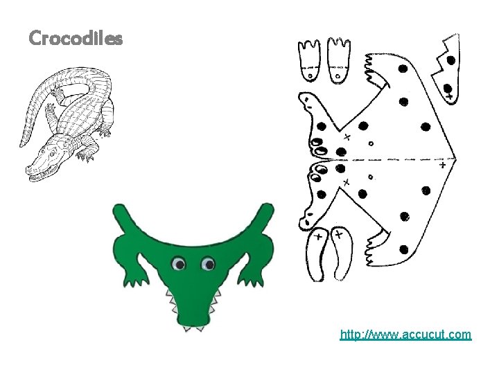 Crocodiles http: //www. accucut. com 