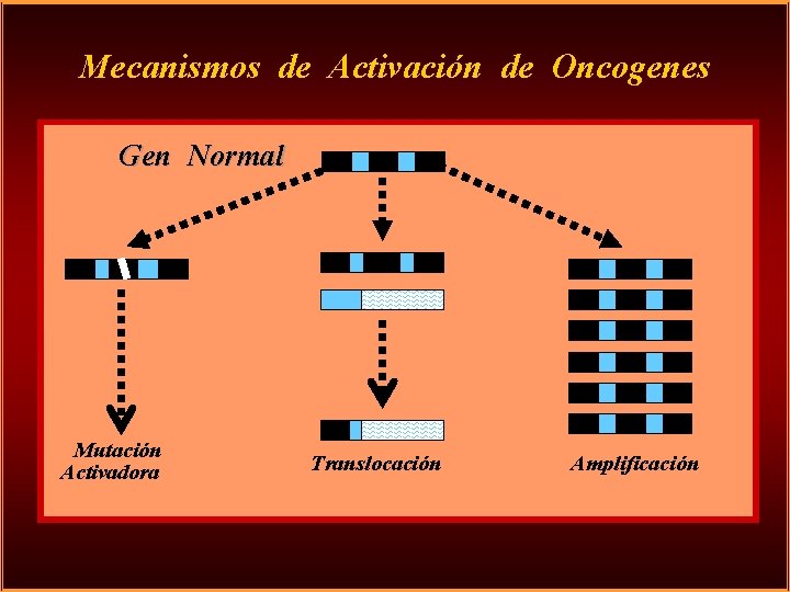 Mecanismos de Activación de Oncogenes Gen Normal Mutación Activadora Translocación Amplificación 